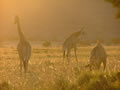 Giraffes At Dusk, The Waterberg, &copy;Sallie Maamoun